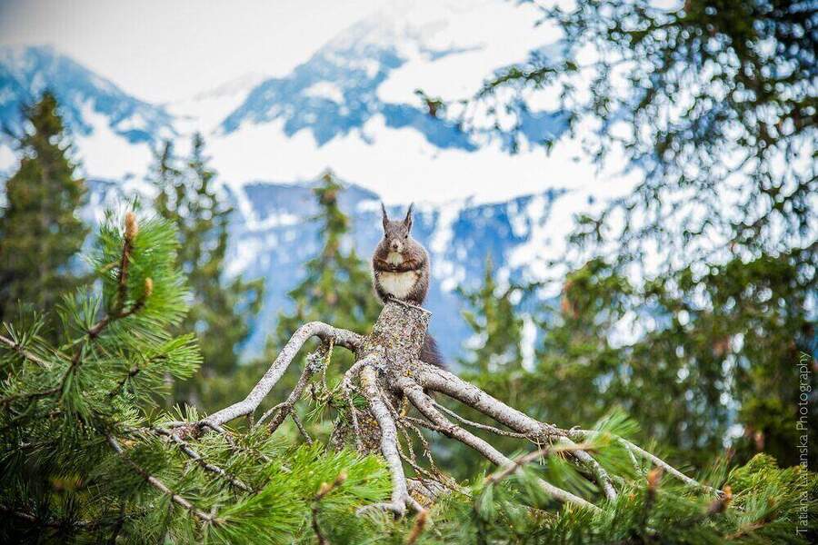 swiss-squirrels-07