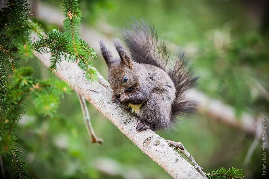 swiss-squirrels-12