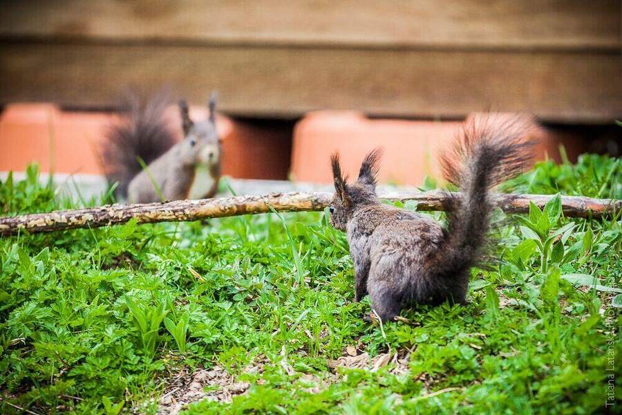 swiss-squirrels-13