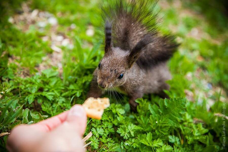 swiss-squirrels-17