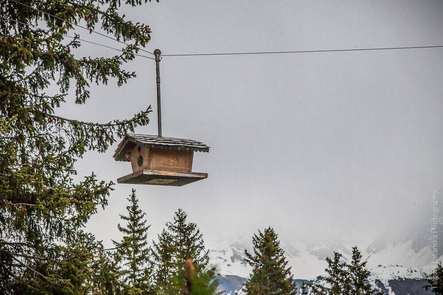 swiss-squirrels-32