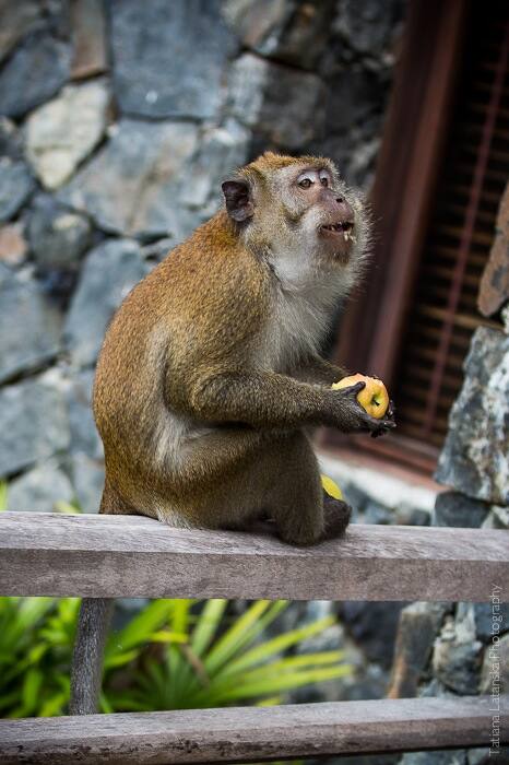 Monkey-Attack - 09