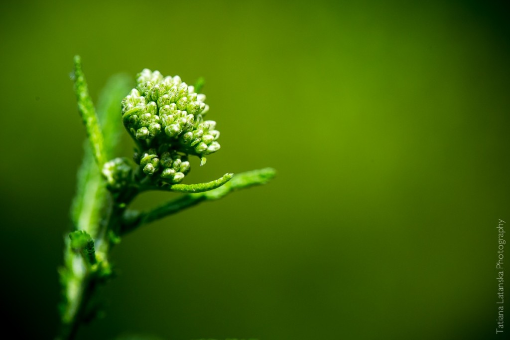 Severinovka-summer - 11