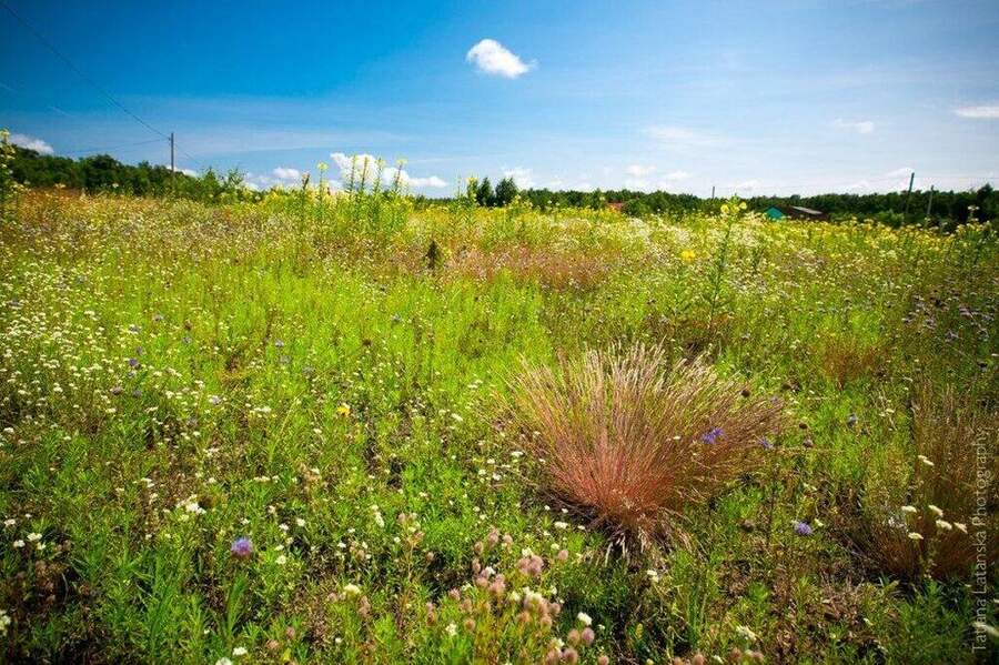 Severinovka-summer - 23