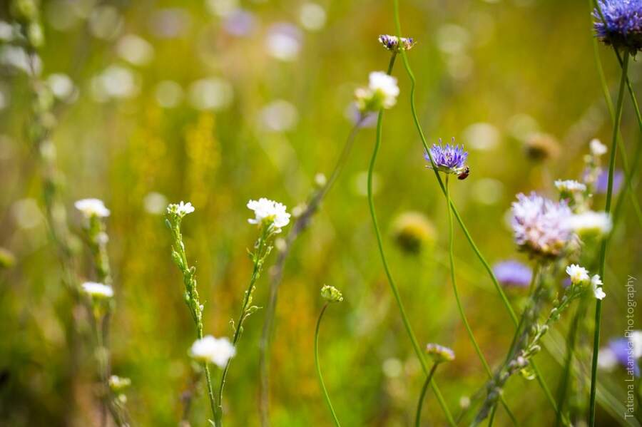 Severinovka-summer - 29